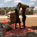 COCOBOD misses June target to clear over GH¢6bn debt, leaving GH¢3.4bn outstanding